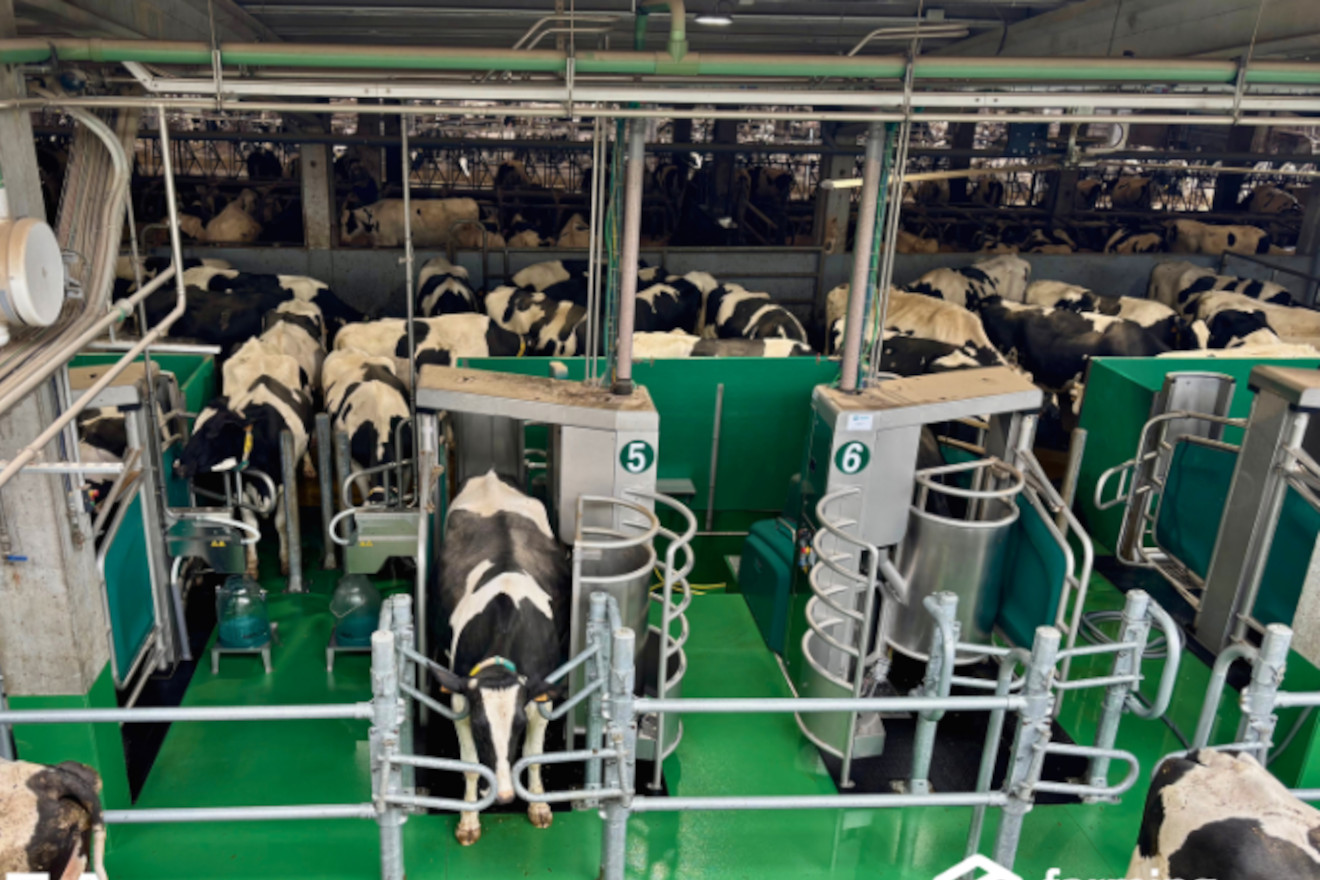 A gandería coruñesa Tubío Busto SC instala un sistema de muxido Batch Milking con 8 robots