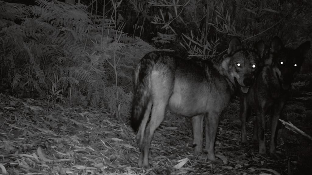 Natureza transitoria