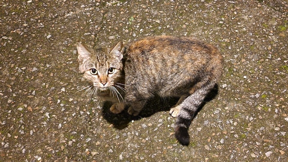 O Refuxio de animais de Cee: “O Concello lávase as mans”