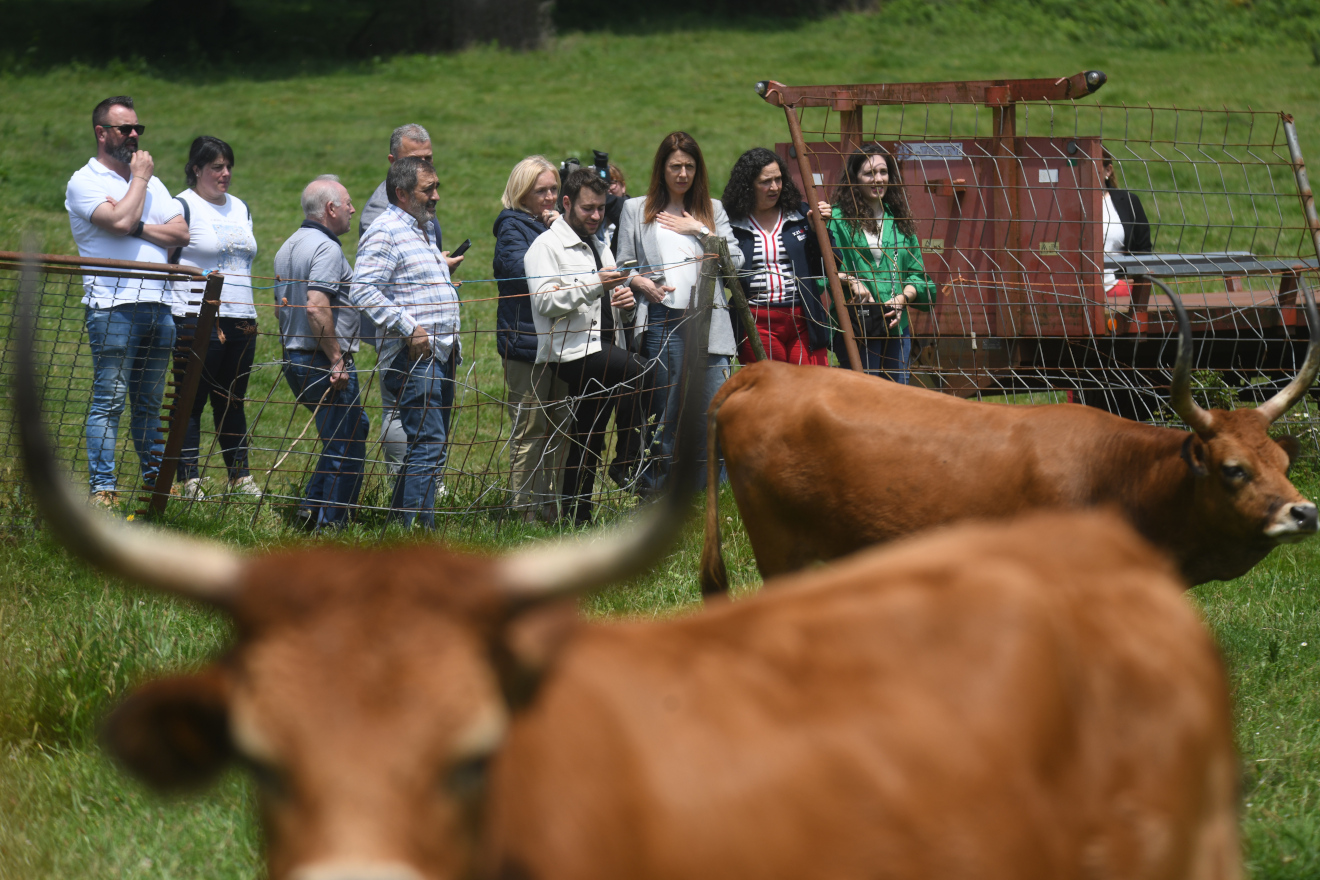 Convocadas as primeiras axudas da Xunta para recría de razas autóctonas de bovino, ovino e cabrún