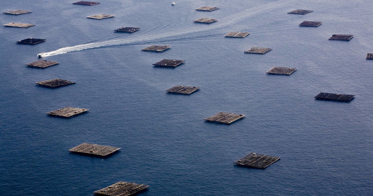 A produción marisqueira galega seguiu en mínimos en 2024 e acentuou a crise do sector