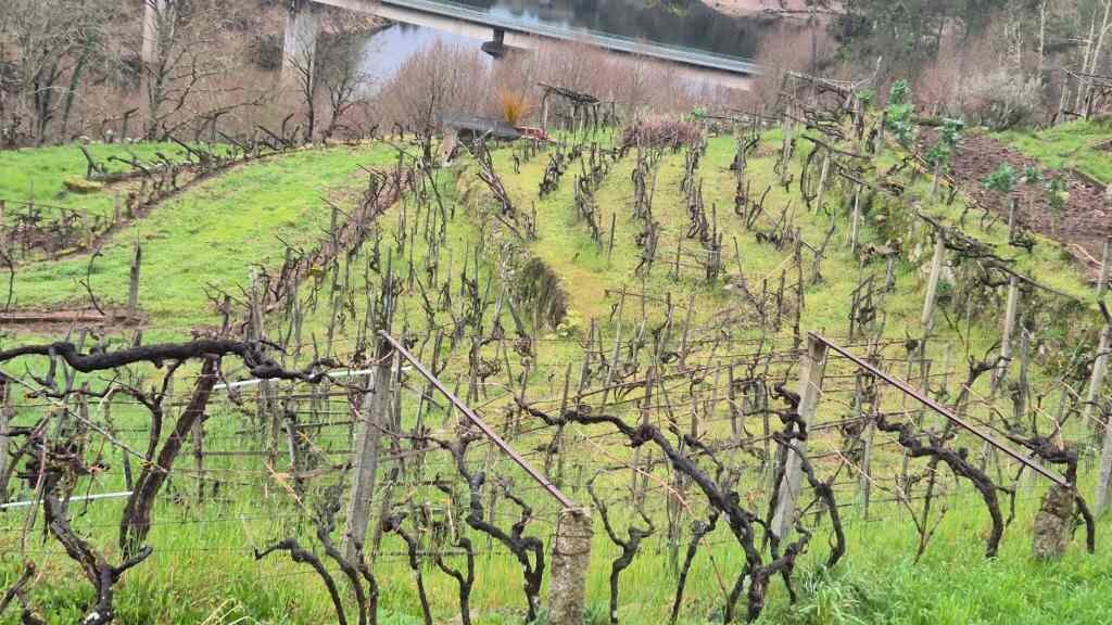 Unións Agrarias urxe a Xunta a fixar os custos de produción da viticultura