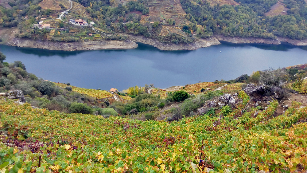 Unións pide contratos para a uva, con prezos xustos, antes da vendima