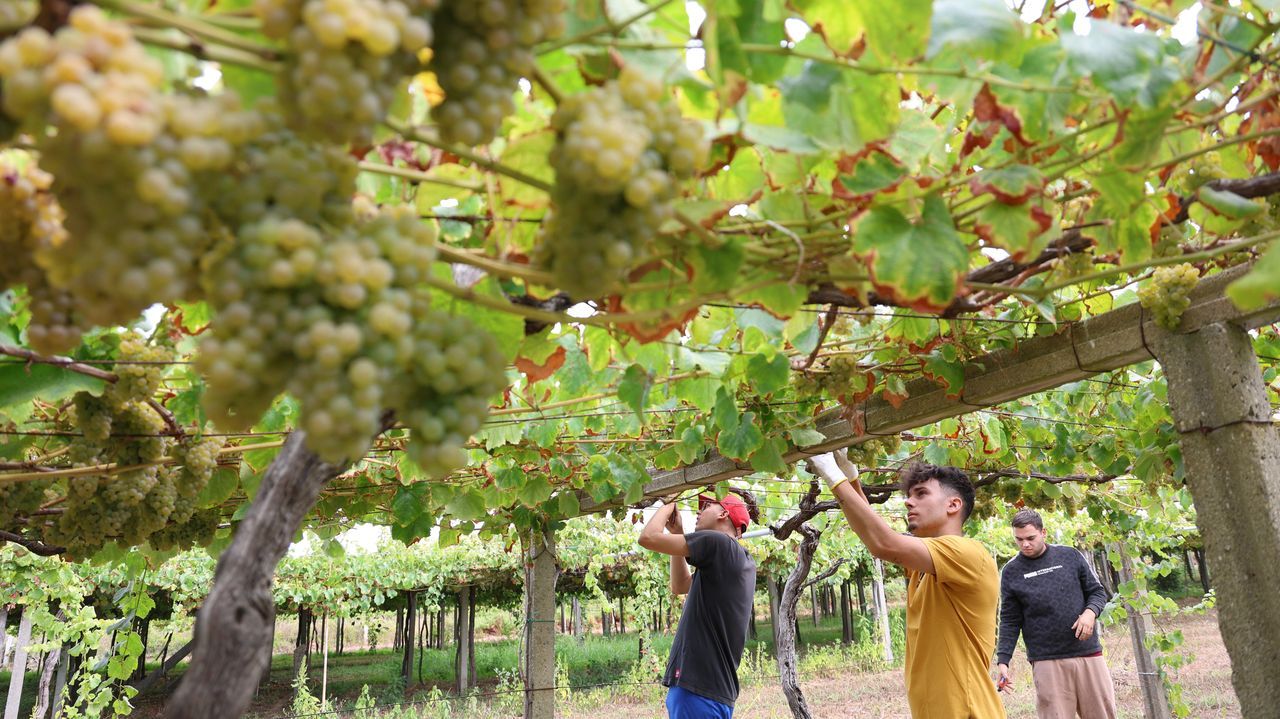 Galicia arrinca a vendima entre choivas e con incerteza tras os incendios