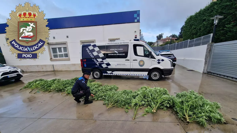 Localizan e desmantelan unha plantación de marihuana en Campelo, Poio