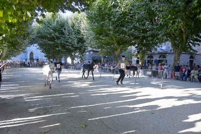 A maioría da veciñanza de Padrón apoia a continuidade do Derbi Asnal, segundo un estudo sociolóxico municipal