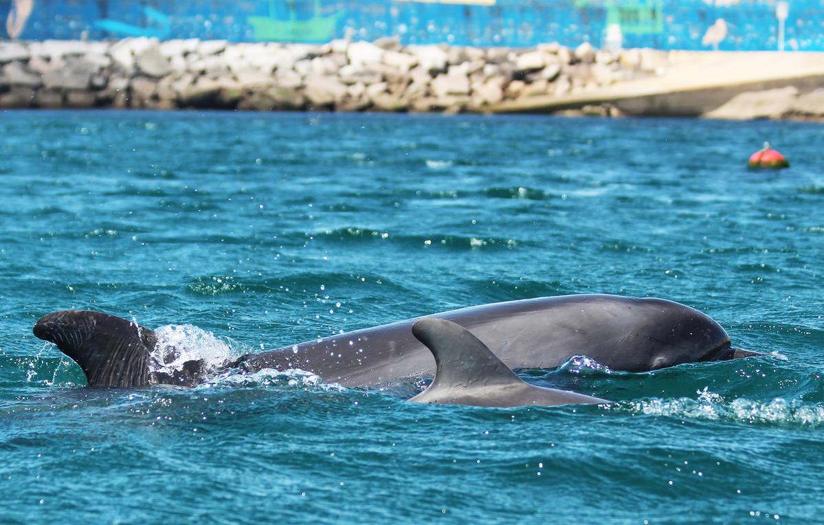 Chamada á poboación para non molestar os dous golfiños solitarios vistos na ría de Arousa