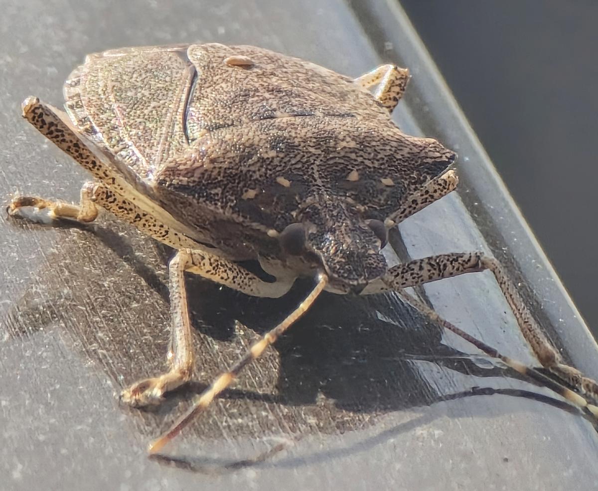 A chincha marrón fedorenta, a nova praga de Galicia: "Frear a súa expansión é case imposible"