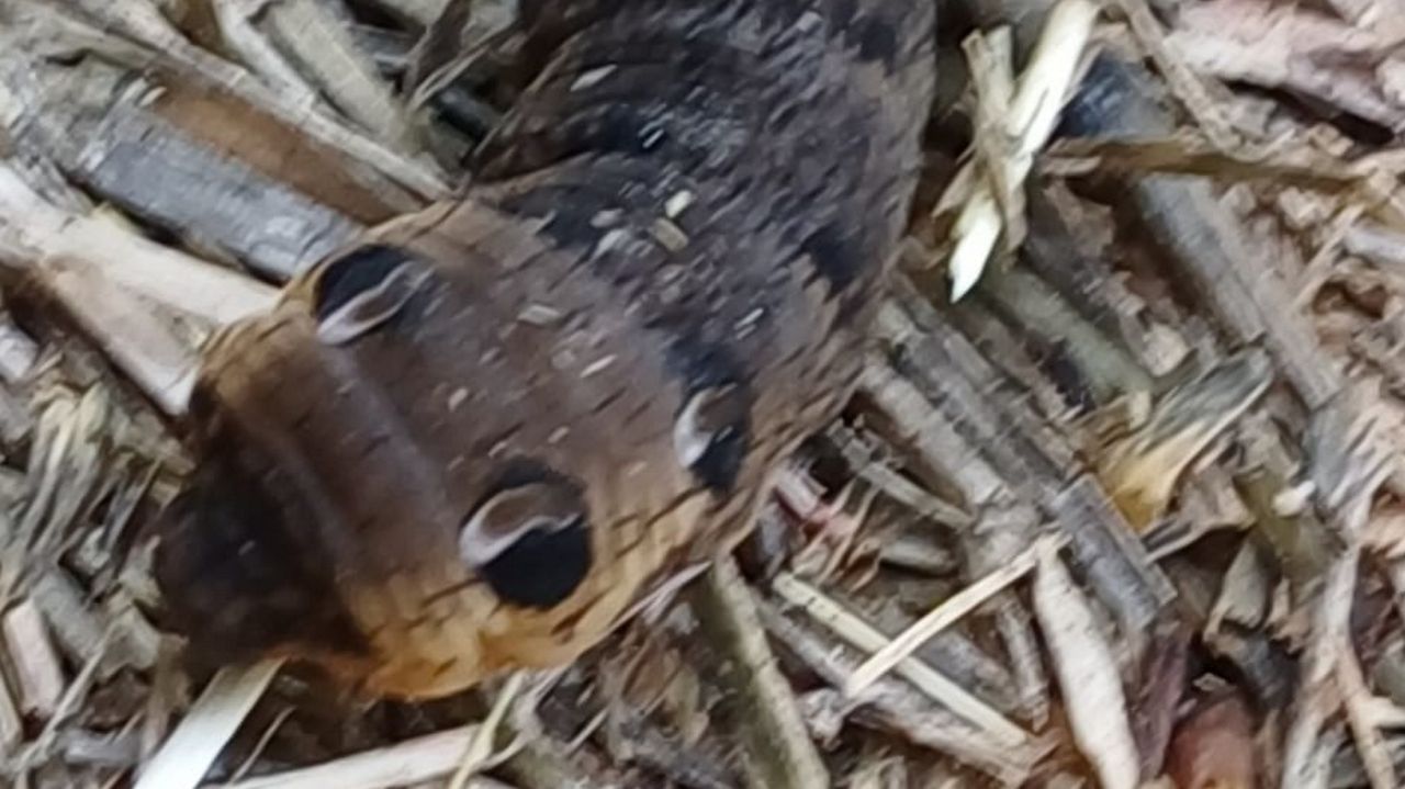 As altas temperaturas disparan a voracidade do verme soldado: «En moi pouco tempo é capaz de devorar grandes cantidades de terreo»