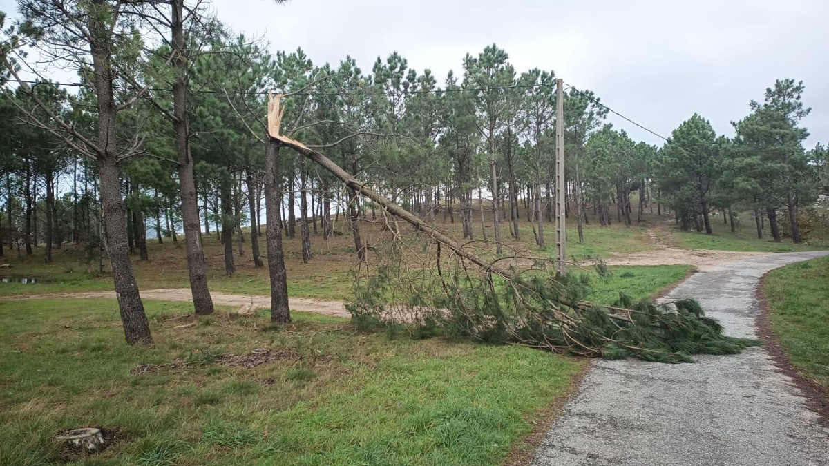 O GAEM de Ribeira neutraliza un novo niño de velutinas e retira árbores tronzadas en Deán Grande e Xarás