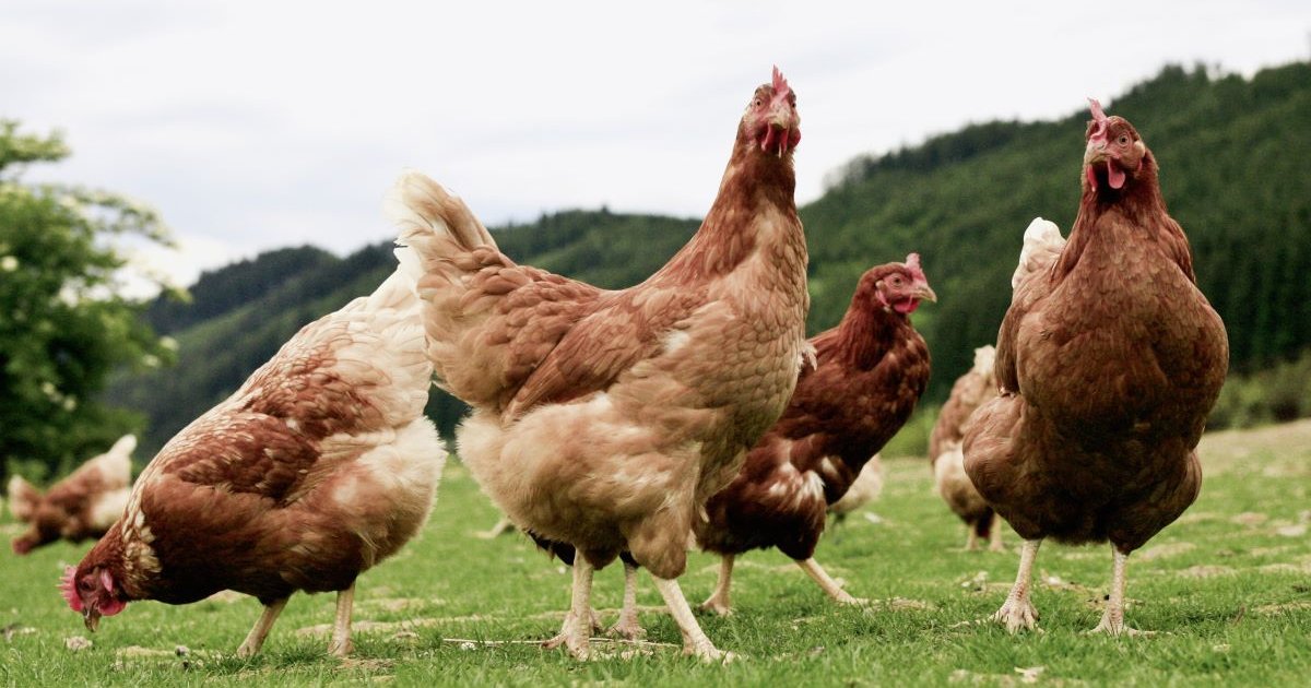 Confinadas todas as galiñas ante a expansión da gripe aviaria