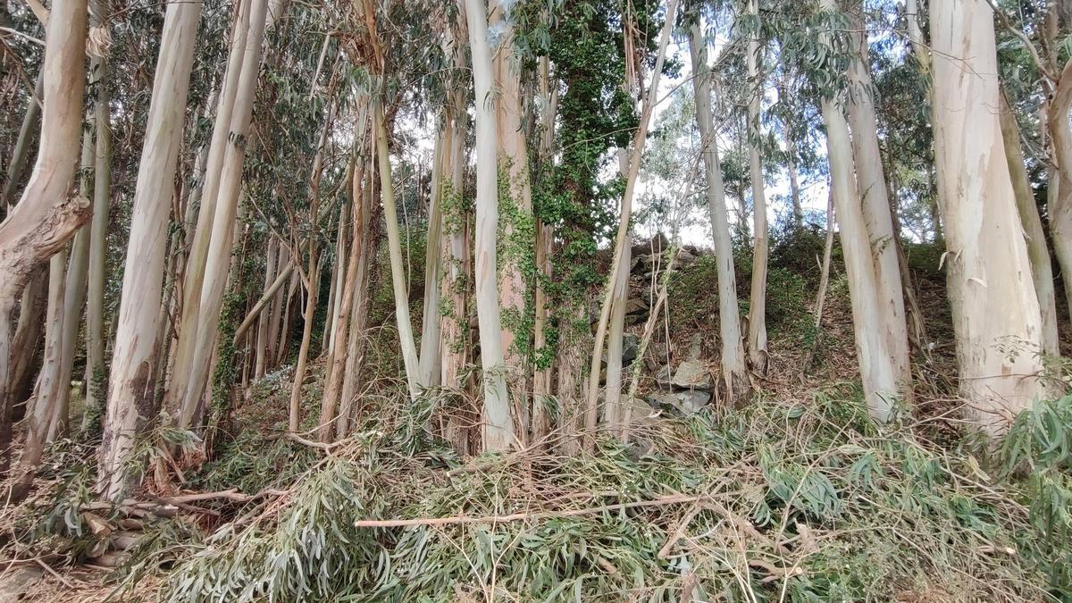 Sorprendente expansión do eucalipto en Galicia: 25.000 hectáreas máis a pesar da prohibición de novas plantacións