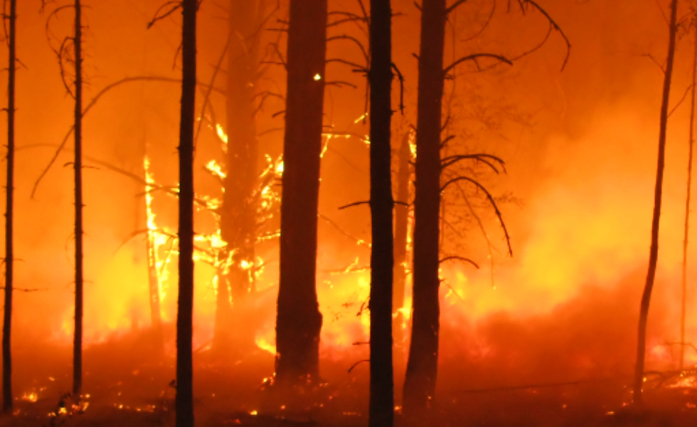 La Xunta destinará 48 millones a talleres de empleo con eje en la prevención de incendios