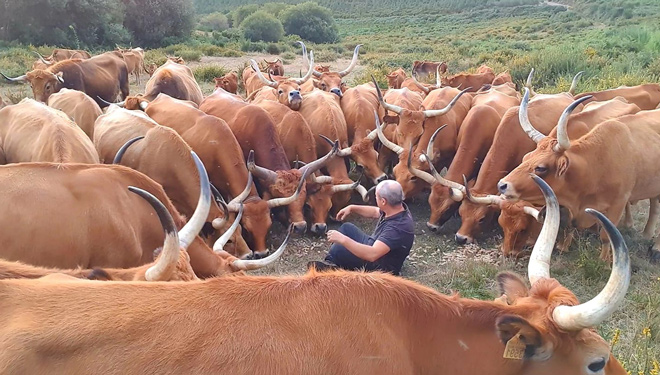 Listaxe de ganderías beneficiadas polas axudas para a recría de razas autóctonas galegas