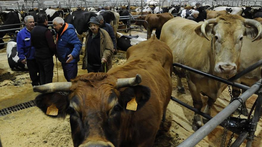 As feiras de gando reábrense pero sen cubrir o tope de reses