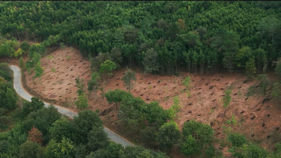 Un vídeo explica como podemos axudar a combater os incendios combatendo monocultivos como o eucalipto