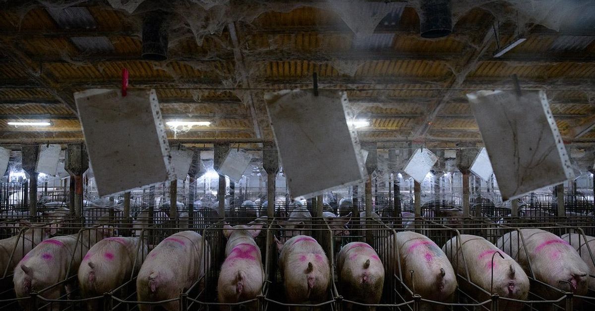 El punto de vista de los cerdos sobre la peste