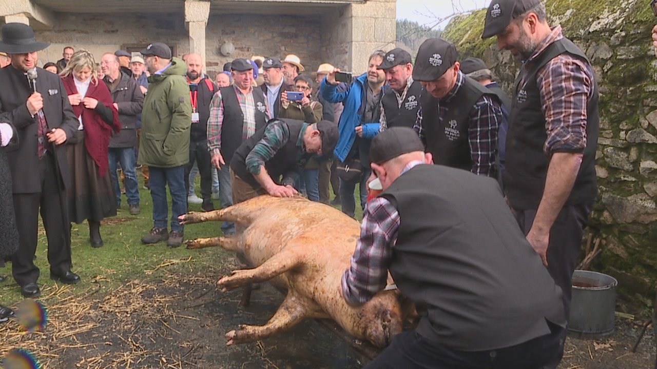 A matanza do porco achégase ao fin da tempada cunha fin de semana intensa