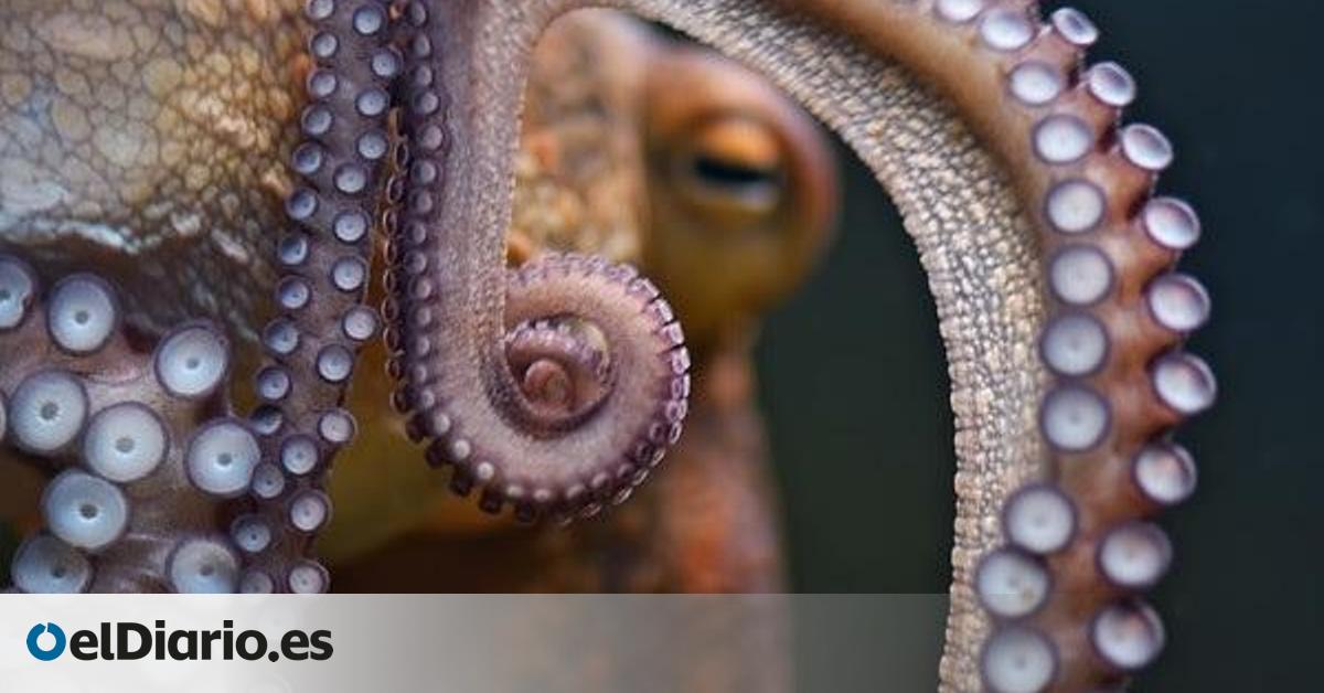 Los pulpos no mueven sus brazos al azar: cada ejemplar tiene uno 'favorito' para explorar, empujar o sujetar