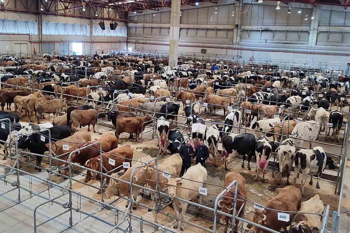 Baixada xeralizada na recría, nos becerros carniceiros e no vacún maior en Silleda