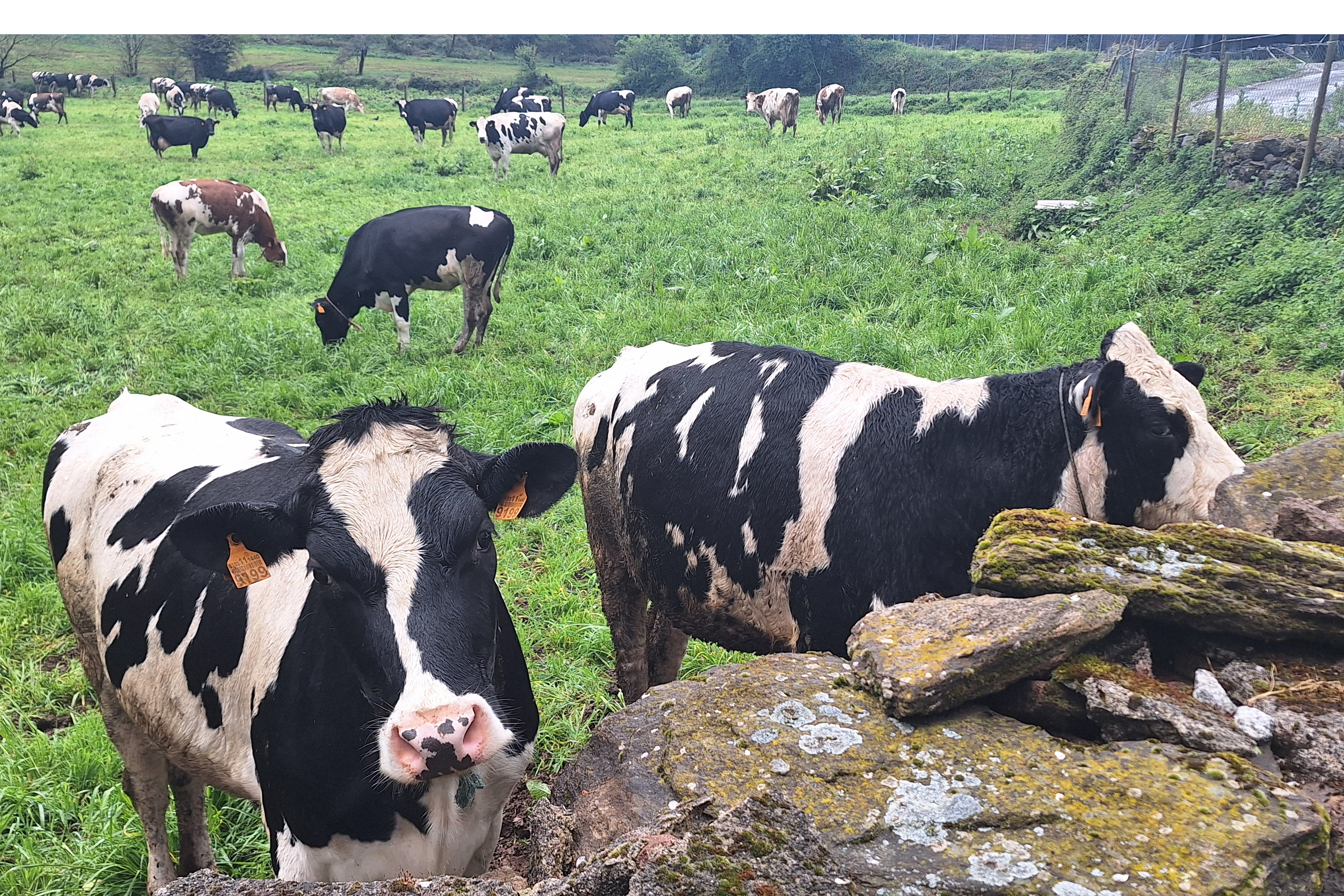 Xornada de formación sobre a ferramenta Ecogan, para calcular emisións nas granxas de leite