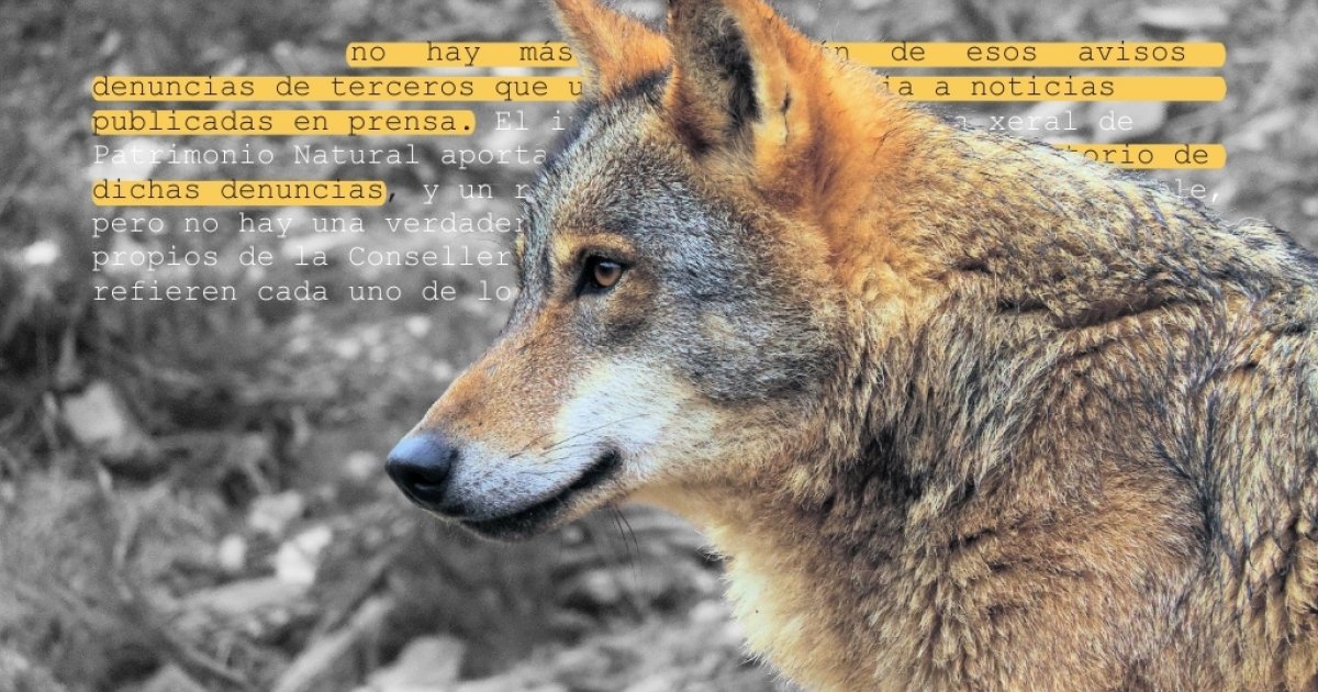 A Xunta baseou en recortes de prensa a esixencia de matar lobos freada pola Xustiza