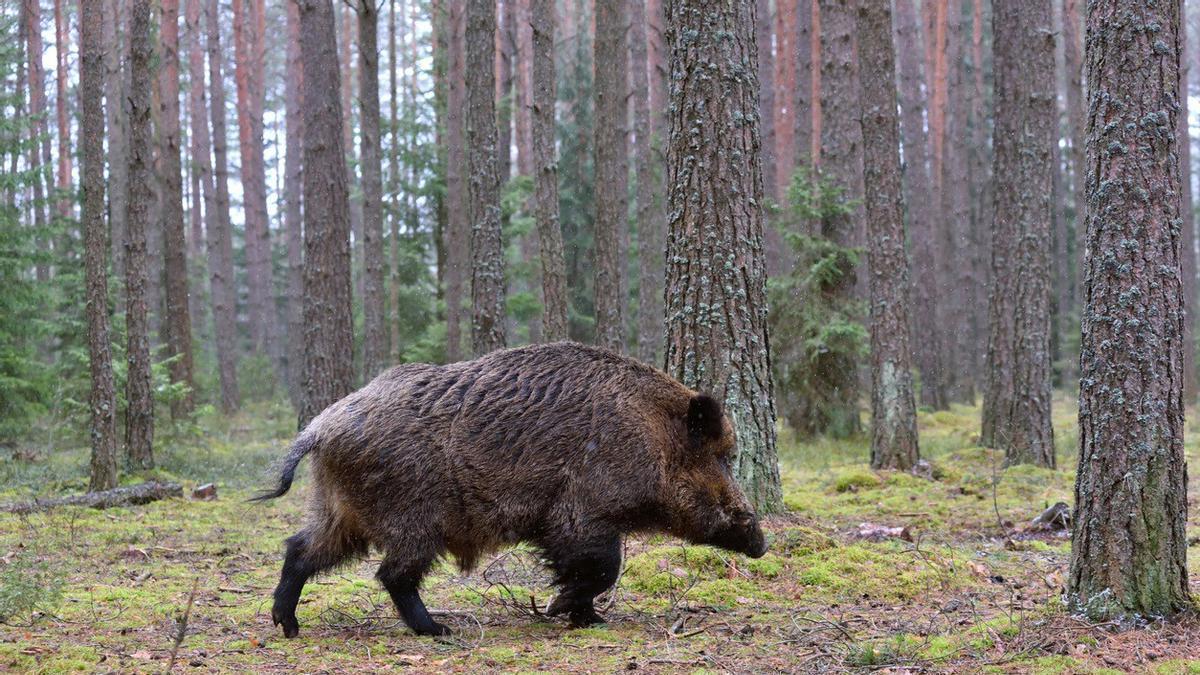 Do monte ao prato: o potencial gastronómico do xabaril