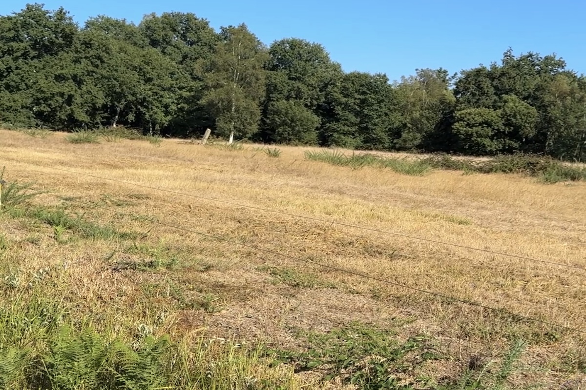 Proecogal advirte da falta de forraxes nas granxas ecolóxicas pola seca